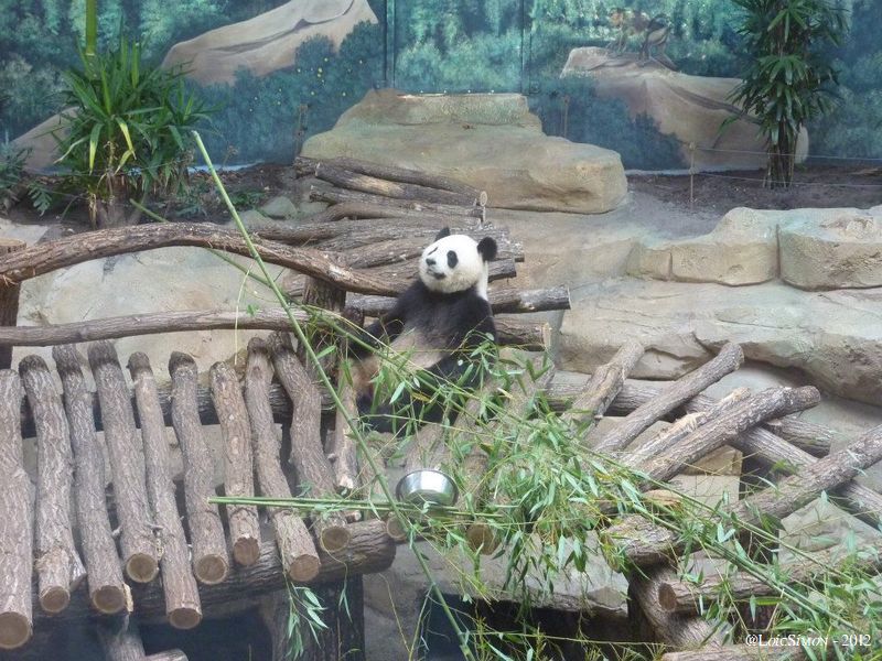 Une visite au Zoo de Beauval