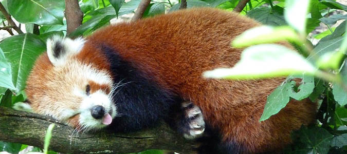 panda-roux-zoo-doue-la-fontaine-myloirevalley