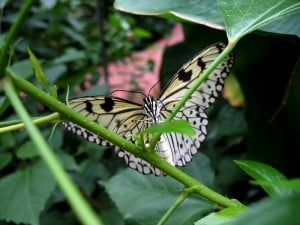 serre-aux-papillons-parc-floral-orleans-la-source-by-westher