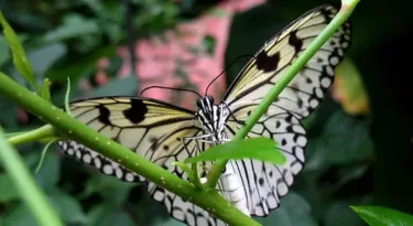 serre-papillons-parc-floral-orleans-la-source-myloirevalley