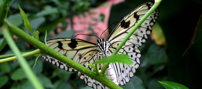 serre-papillons-parc-floral-orleans-la-source-myloirevalley