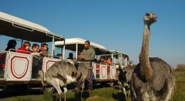 decouverte-autruches-reserve-beaumarchais-my-loire-valley
