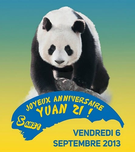 beauval-panda-yuan-zi-anniversaire