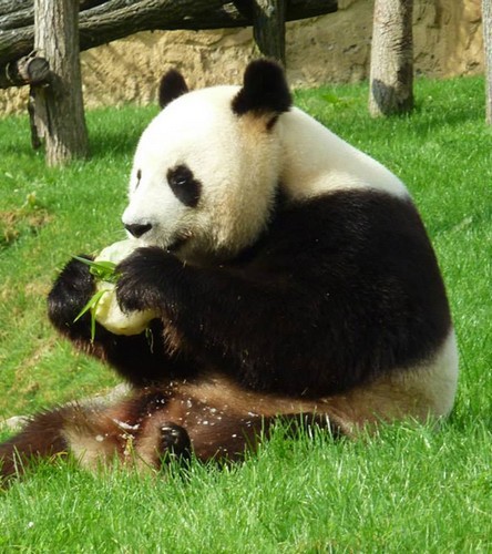 panda-beauval-yuan-zi-anniversaire
