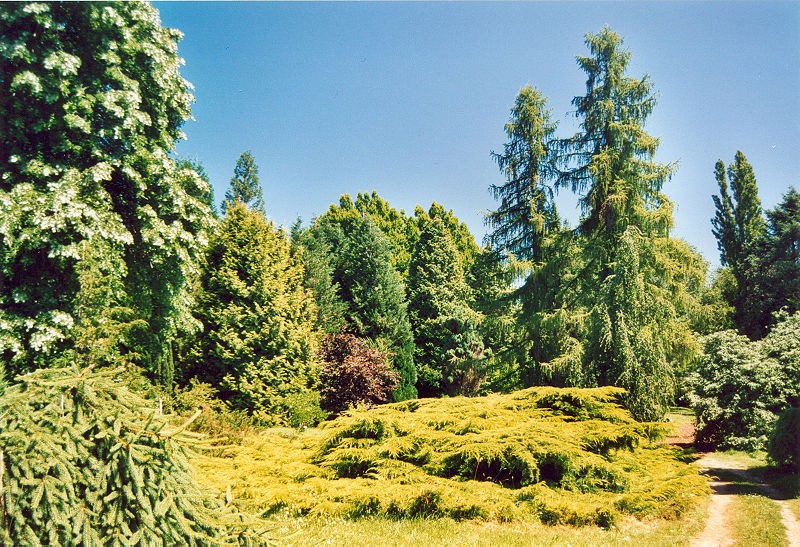 Nogent-sur-Vernisson-Arboretum-des-Barres-by-Patrick-Giraud