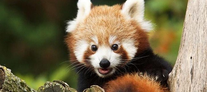 panda-roux-zoo-beauval