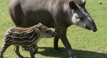 zoo-beauval-bebe-tapir