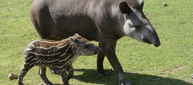 zoo-beauval-bebe-tapir