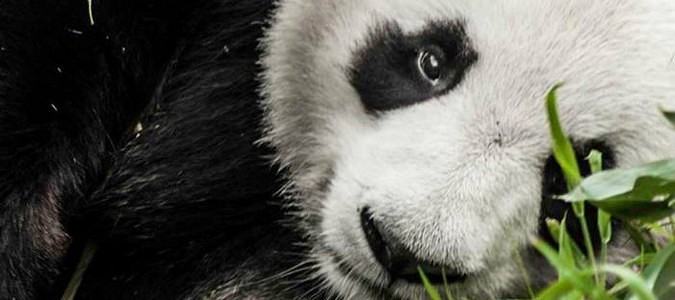 panda-zoo-beauval-deux-ans