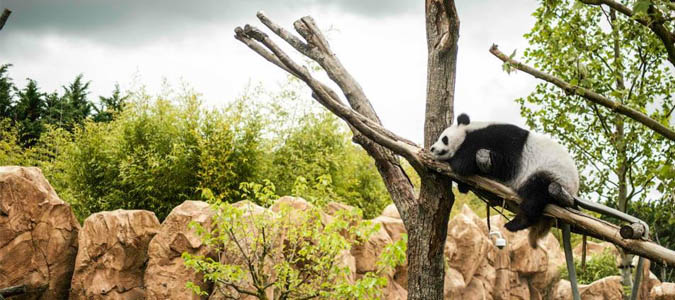 zoo-beauval-remporte-panda-zoo-award-2013