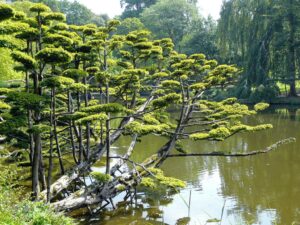 Parc oriental de Maulévrier