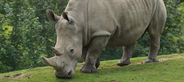 Beauval : Un petit rhinocéros blanc bientôt au Zoo de Vincennes