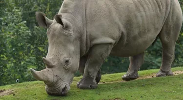 rhinoceros-blanc-zoo-beauval-vincennes