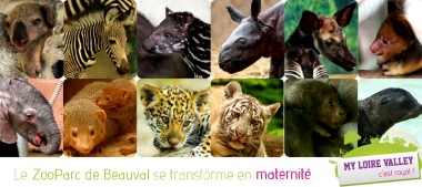 Les animaux à Beauval : la plus grande maternité de France !