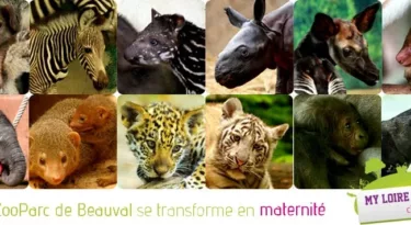 Zoo Parc de Beauval