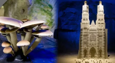 musees-champignons-pierre-lumiere-troglodytes-saumur