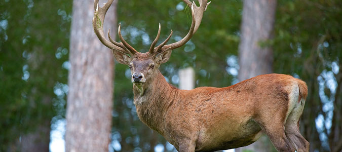 brame-cerf-chambord-my-loire-valley