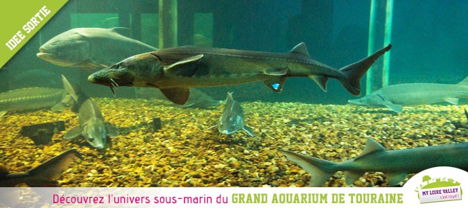 grand-aquarium-touraine-idee-sortie