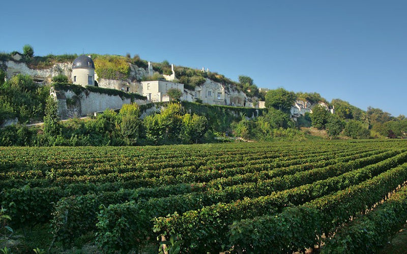Vignobles à Turquant