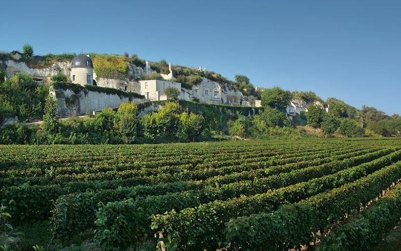 Vignobles à Turquant