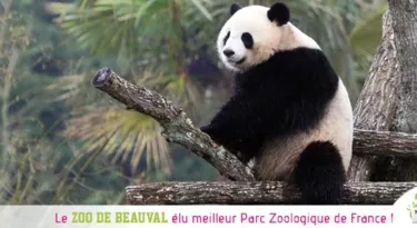 zoo-beauval-meilleur-parc-zoologique-france