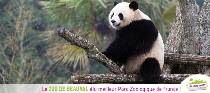 zoo-beauval-meilleur-parc-zoologique-france