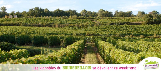 vignobles-bourgueil-touraine-aniamations