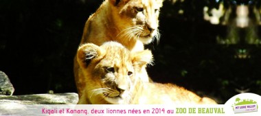 Carnet Rose au Zoo de Beauval : plusieurs naissances en 2014 !