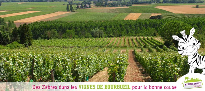 vignes-bourgueil-journee-zebree-lutte-tne