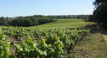 vignoble-nantais-sarmance-vignes-loire-produits-cosmetiques-bio