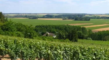 vignobles-touraine-cravant-les-coteaux