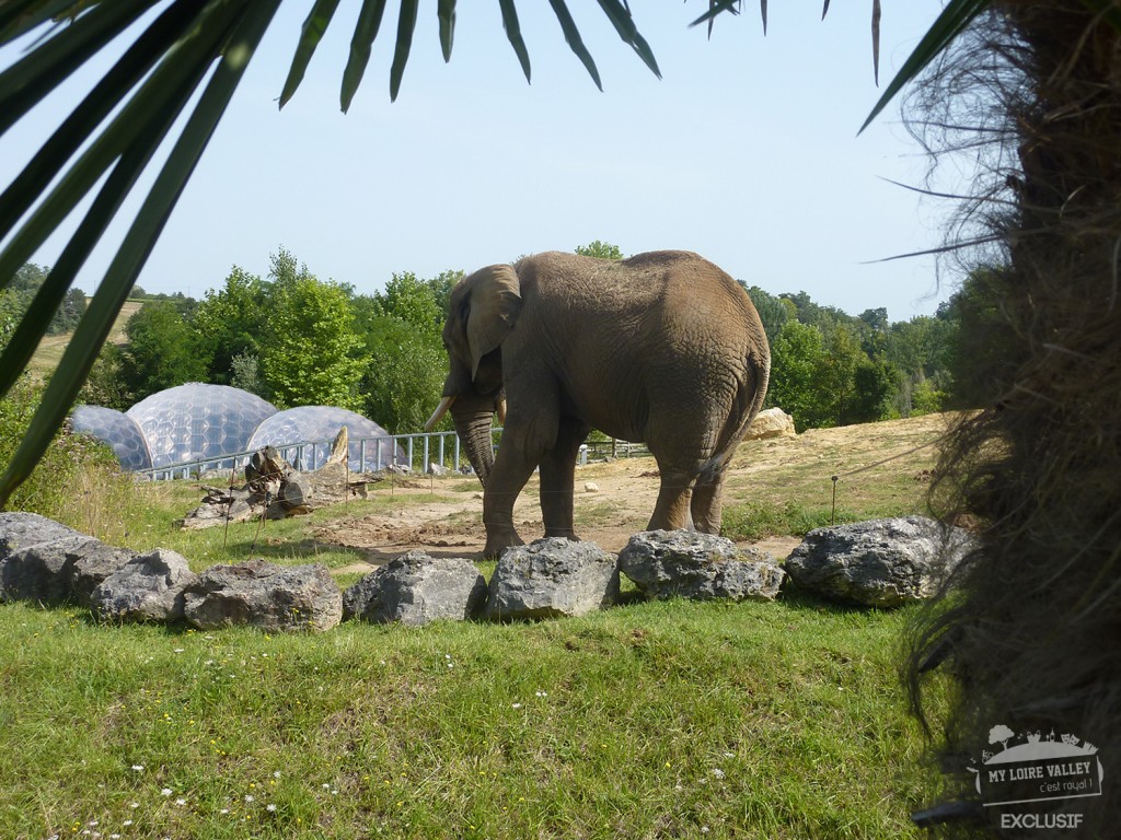 dome-polaire-beauval-prairie-elephants-exclusif-my-loire-valley