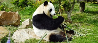 ZooParc de Beauval : Grand Reportage dans les coulisses du Parc