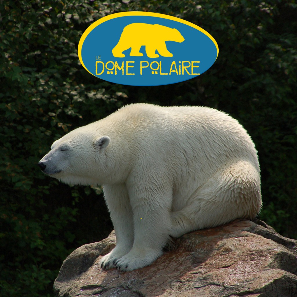 dome-polaire-ours-blanc