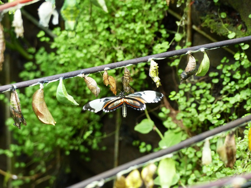 terra botanica - serre papillion