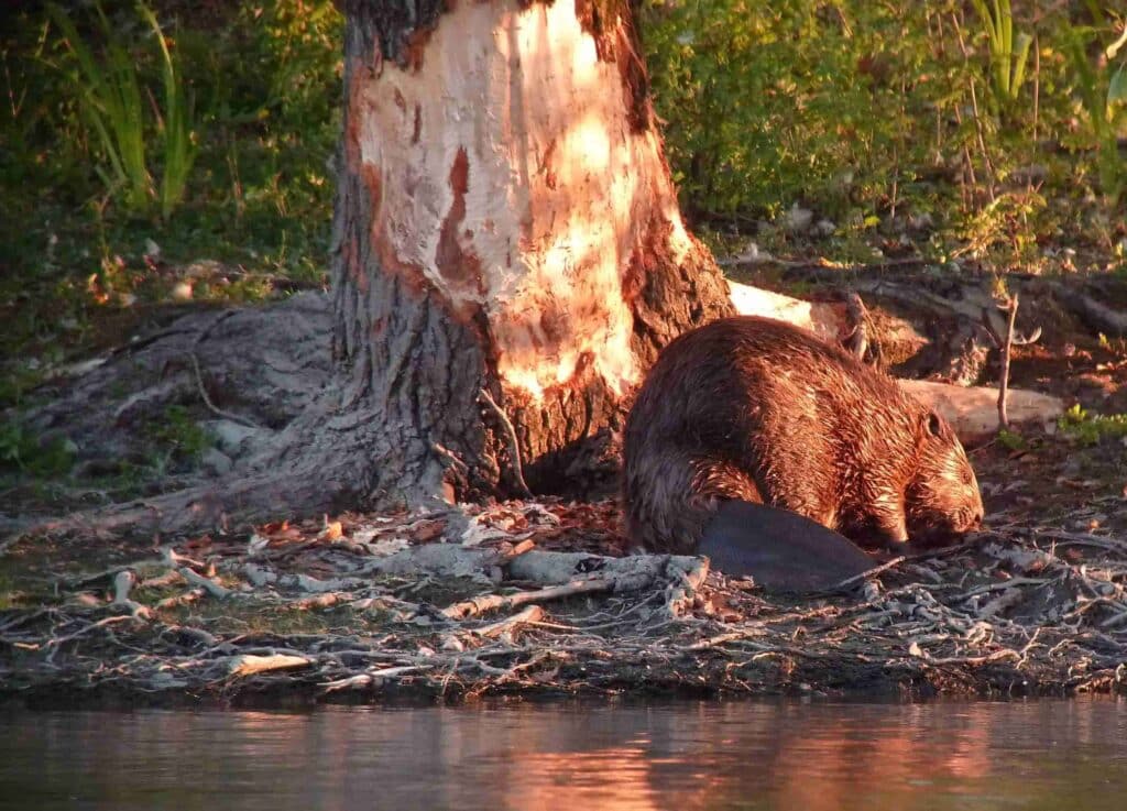 castor-lac-de-maine-anjou