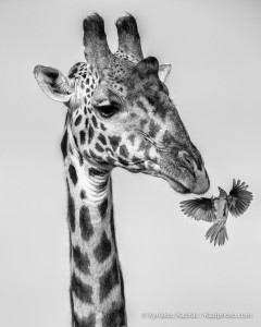 Kaziras-African-Dream-girafe-exposition