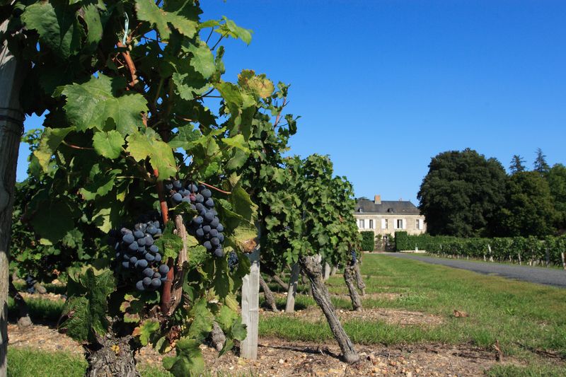 vignoble de bourgueil vignoble-de-bourgueil