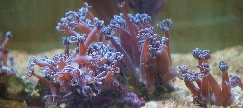 aquarium-touraine-exposition-recif-corallien
