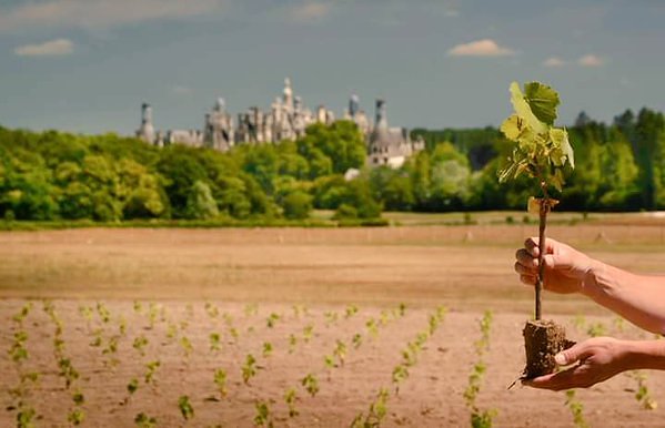 Chambord-vigne