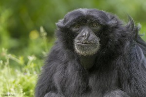 Gibbon siamang © Bioparc - P. Chabot