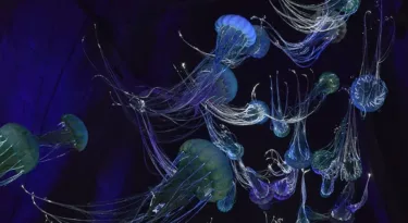 Jeff Rabillon - méduses 2