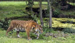 Tigres Sumatra © Bioparc - P. Chabot