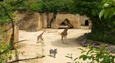 couverture-bioparc-girafes-L.Joffrion
