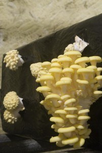 musée-du-champignon-Pleurotes jaunes