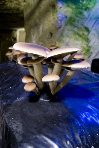 musée-du-champignon1
