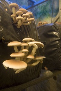 musée-du-champignon2