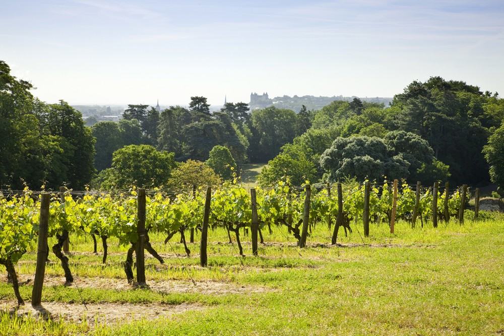 VIGNOBLE-LANGLOIS-CHATEAU