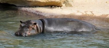 Zoo de Beauval – Les hippopotames et les nouveautés 2016