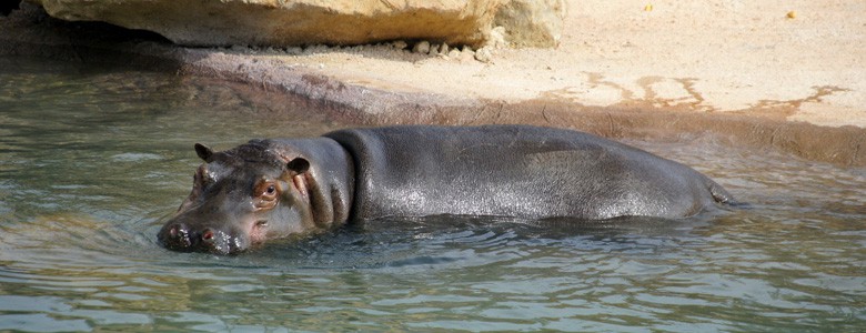 hippopotames-zoo-beauval-nouveaute-2016